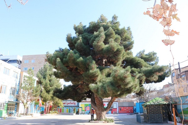 ۳ درخت خراسان شمالی در راه  ثبت ملی/۷۱۳ اثر تاریخی استان ثبت ملی شده است,